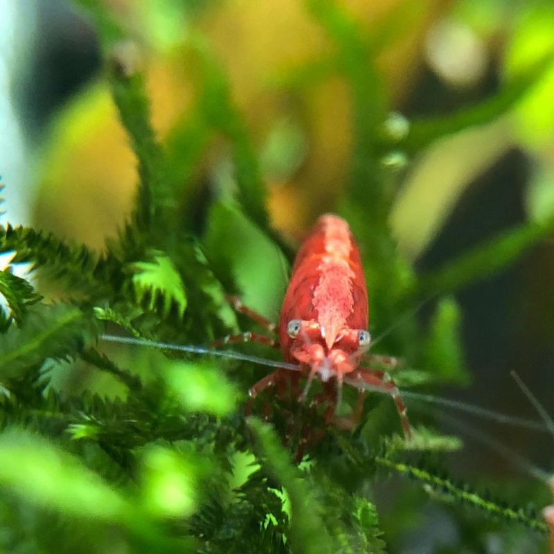 Udang Hias Red Fire Aquascape dan Aquarium