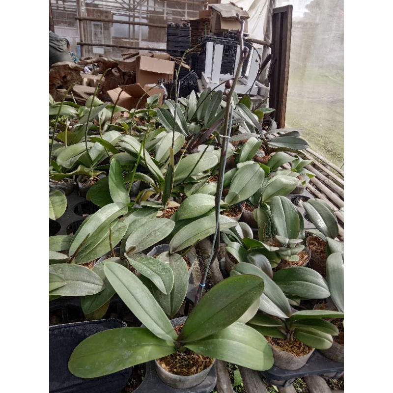 Anggrek bulan Taiwan