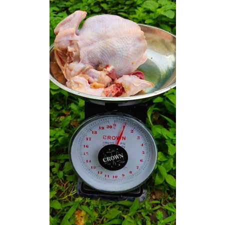 

Ayam potong /Broiler / Karkas / Super dengan Kualitas Premium Grade A++ Dan Memiliki Verifikasi Halal.Tersedia Ayam Broiler dengan Berbagai Ukuran 0,4 - 2,5kg