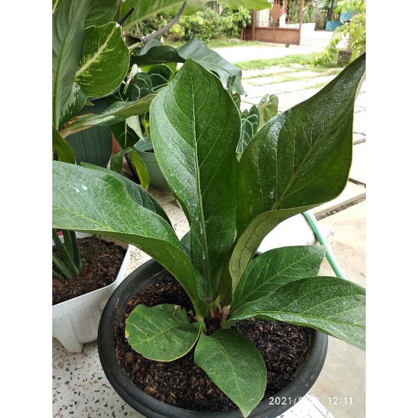 Anthorium jemani jaguar dewasa