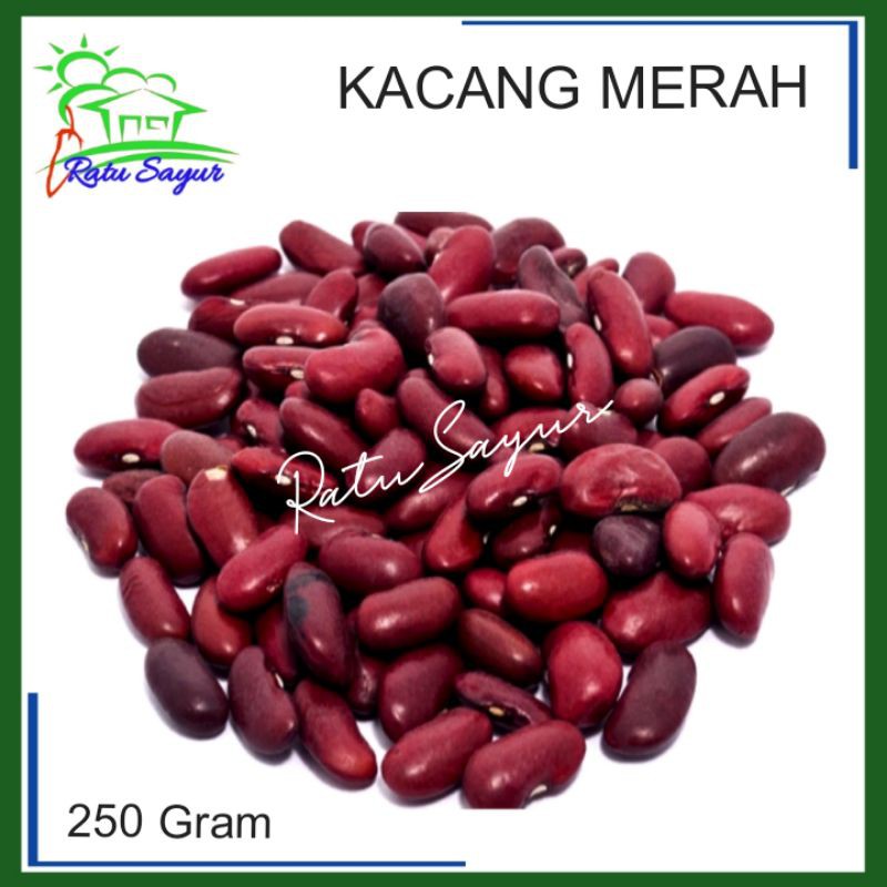 

KACANG MERAH/ratusayur.id