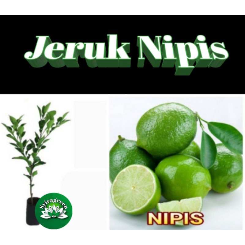 bibit jeruk nipis unggul