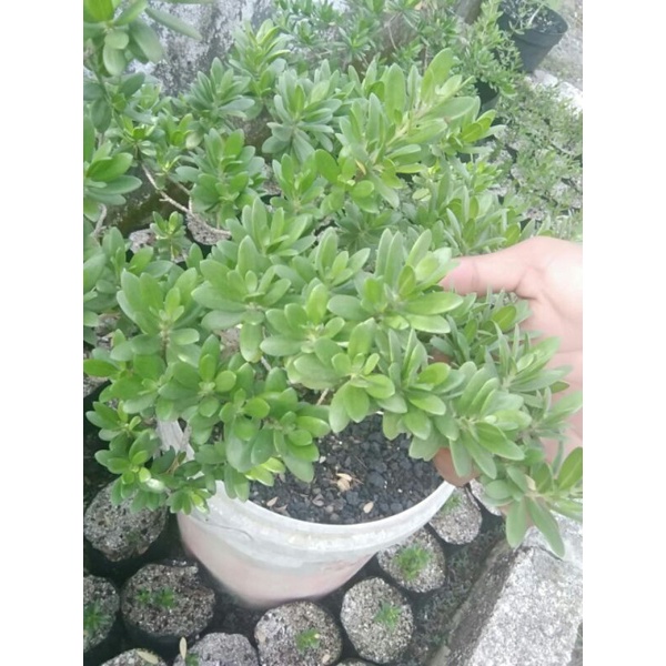 biji atau benih santigi mawar super