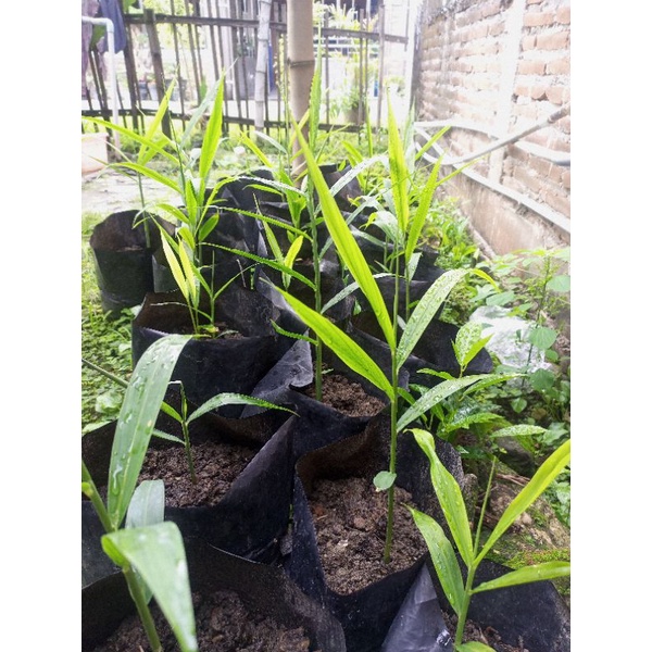 Bibit Jahe Merah Super Siap Tanam ( BELI 10 GRATIS 1 DAN GRATIS FUNGISIDA )