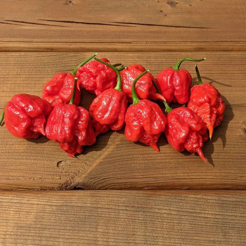 Benih dan Bibit Hidup Cabe RED CAROLINA REAPER, jenis cabe terpedas di dunia