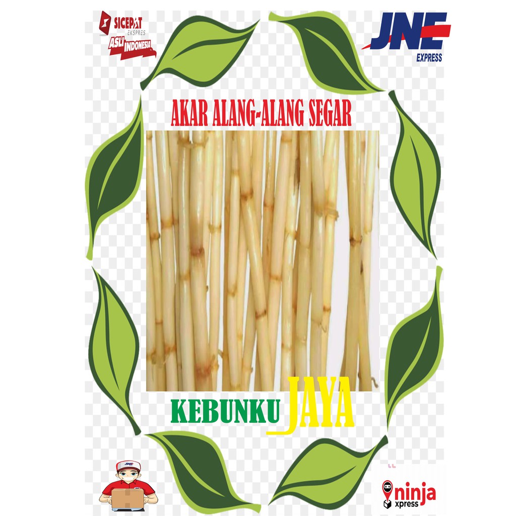 

AKAR ALANG ALANG 500 GRAM MURAH KEBUNKU_JAYA