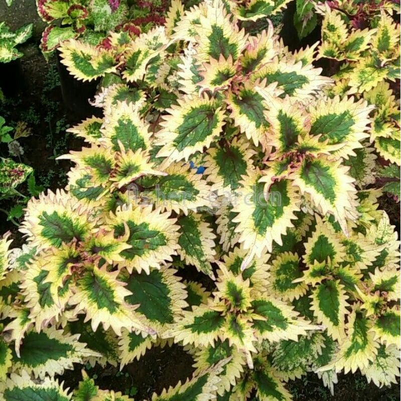 Tanaman hias miana balado hijau,miana premium,miana sultan