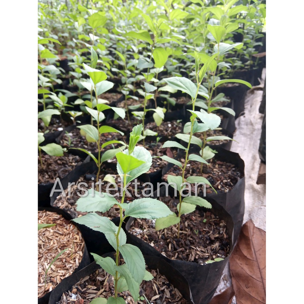 tanaman bibit bidara arab - bibit pohon bidara arab - tanaman he