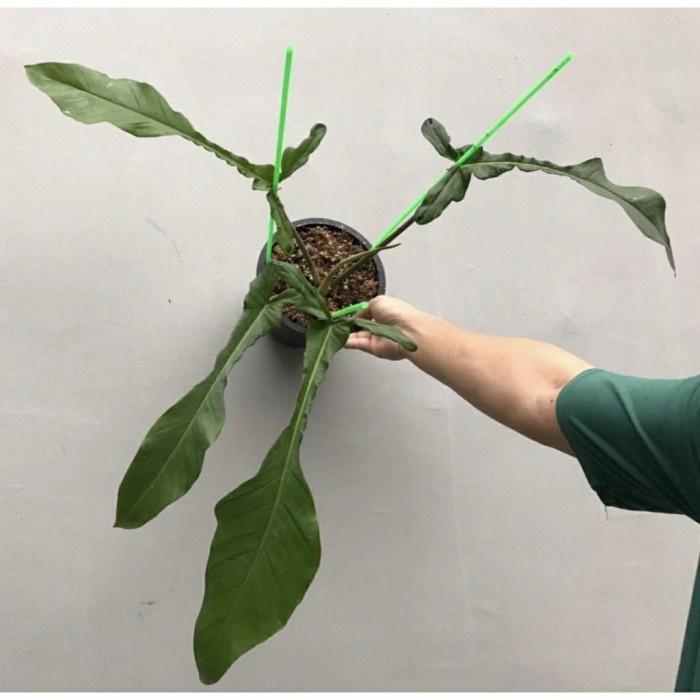 bonggol philodendron joepii