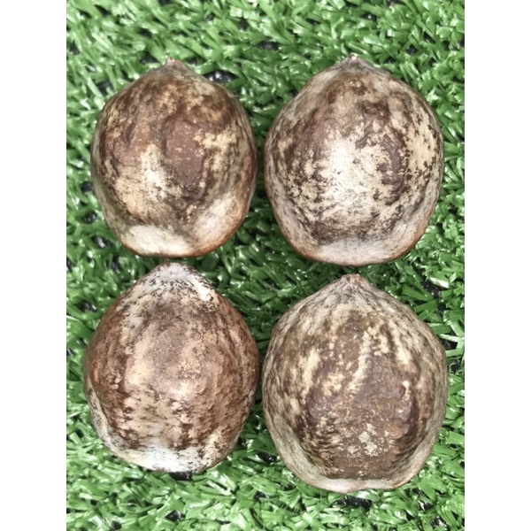 Muncang adh yanti perwira