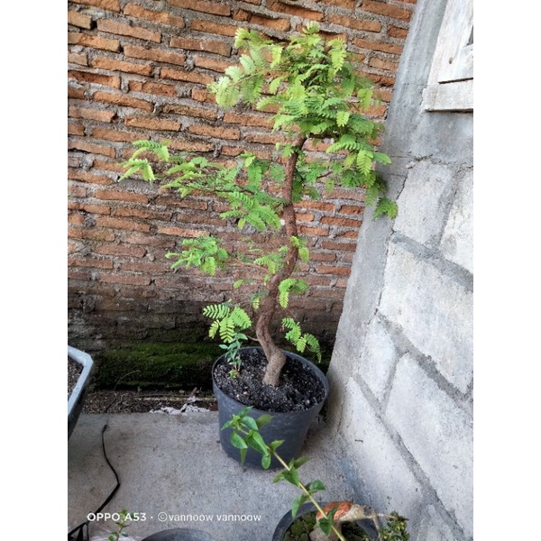 bahan bonsai asem jawa dari biji prokar