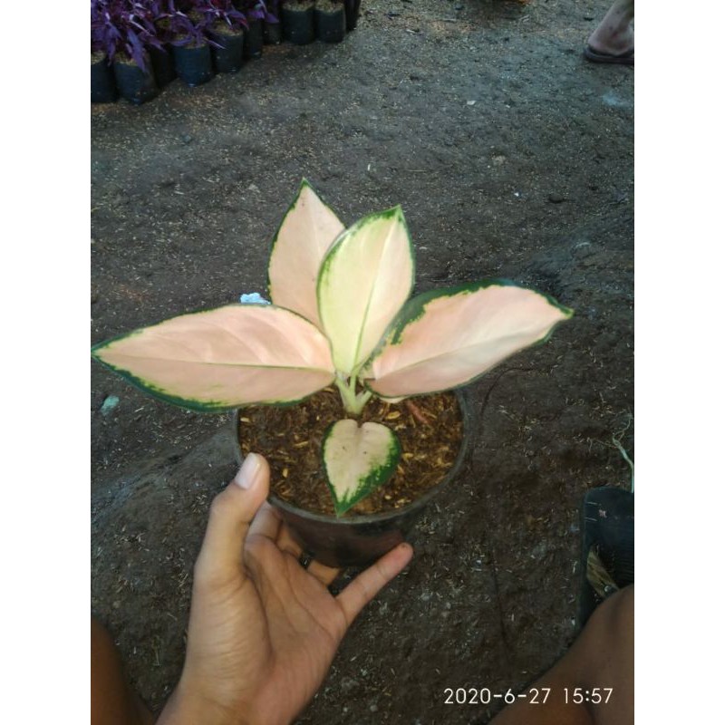 aglonema kochin sutra