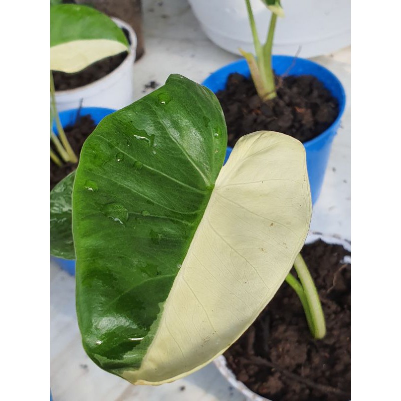 keladi varigata