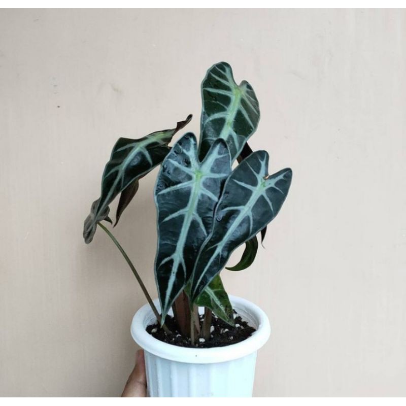 tanaman hias/alocasia/alocasia bambino/alocasia mini/alocasia mini