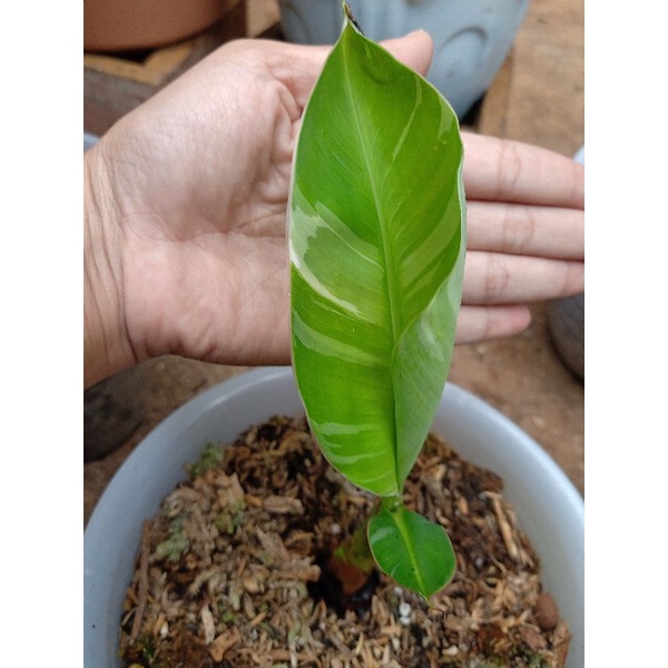pisang varigata / musae varigata