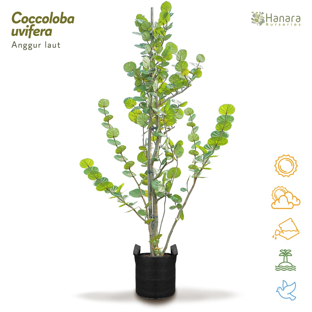 Coccoloba uvifera - Anggur laut - pohon instan/instant tree