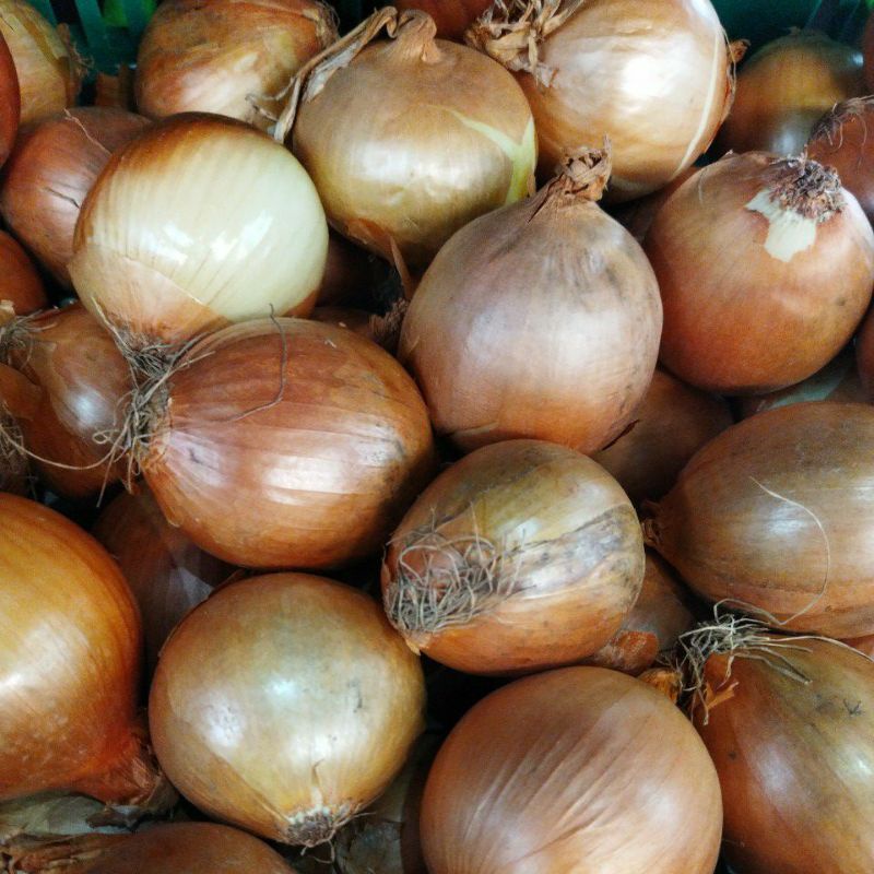 

BAWANG BOMBAY