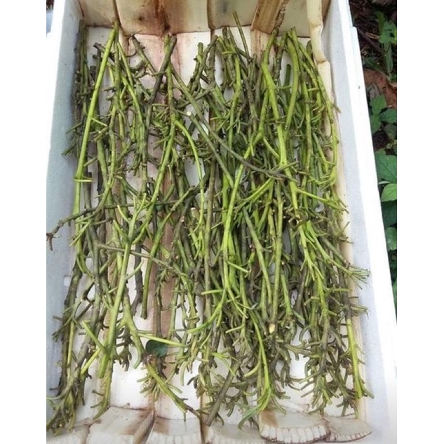 Entres alpukat aligator, kelud, miki, markus - deal baru pangkas - kondisi fresh entres