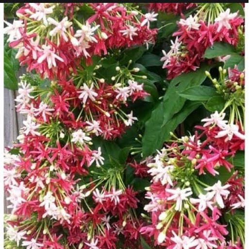 melati belanda tumpuk original