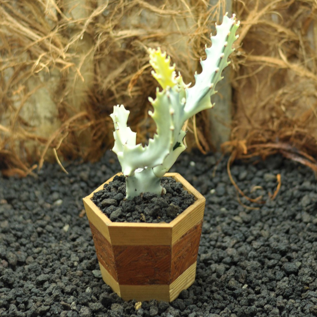Tanaman Hias Cactus / Kaktus Euphorbia Lactea Variegata / Kaktus Tulang
