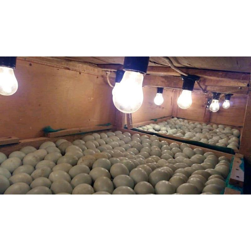 telor tetas telur fertil Bebek petelur paling unggul