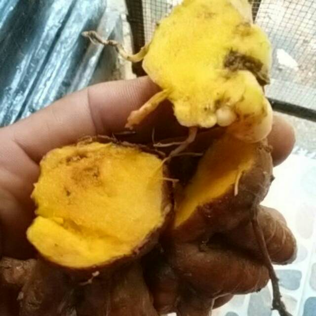 

Tumu lawak basah atau kering