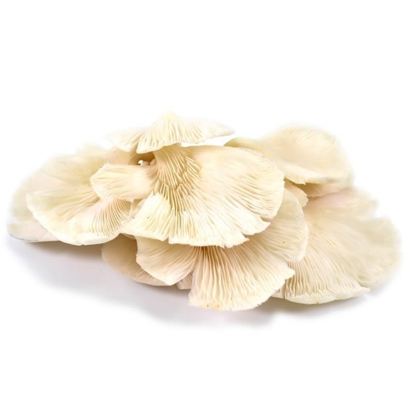 

JAMUR TIRAM 250gr