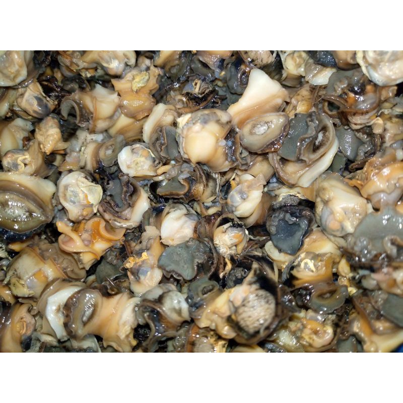

daging keong 250 gram