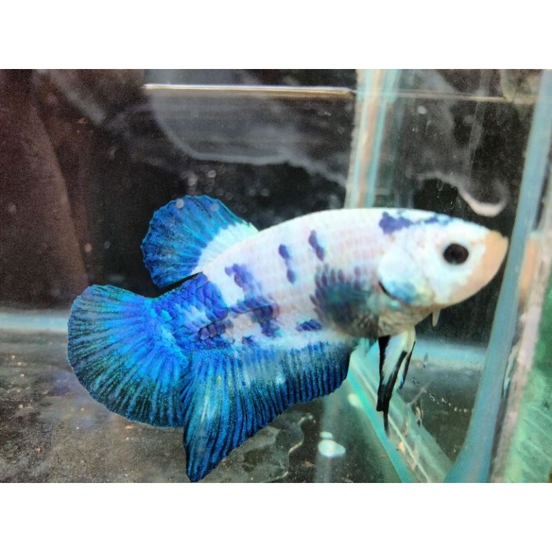 Ikan Cupang  Blue  Panda  line blue rim real pict