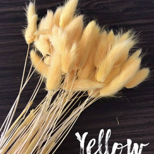 Lagurus yellow/bunny teill