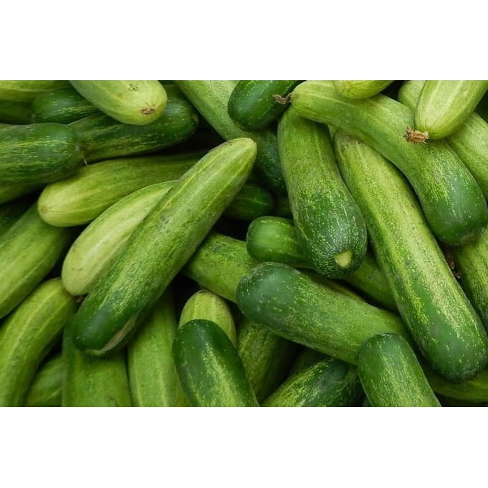 TIMUN MENTIMUN CUCUMBER SAYUR SAYURAN FRESH