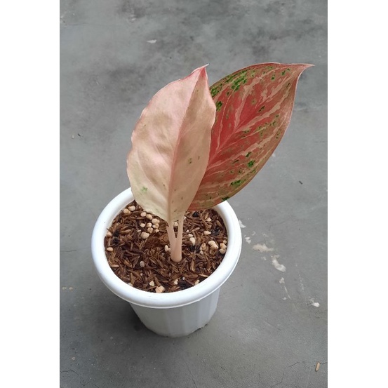 Aglaonema / Aglonema Bidadari Merah
