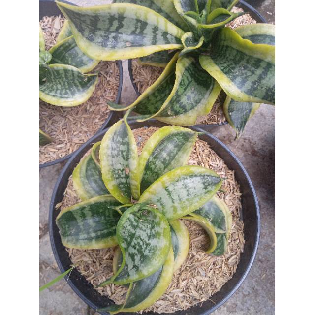 Tanaman hias Sansevieria  twister tsunami