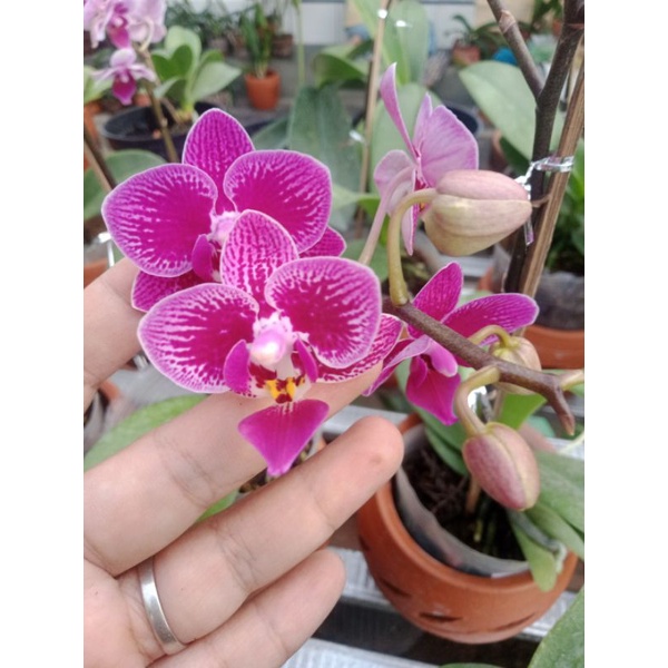 Anggrek Bulan Taiwan