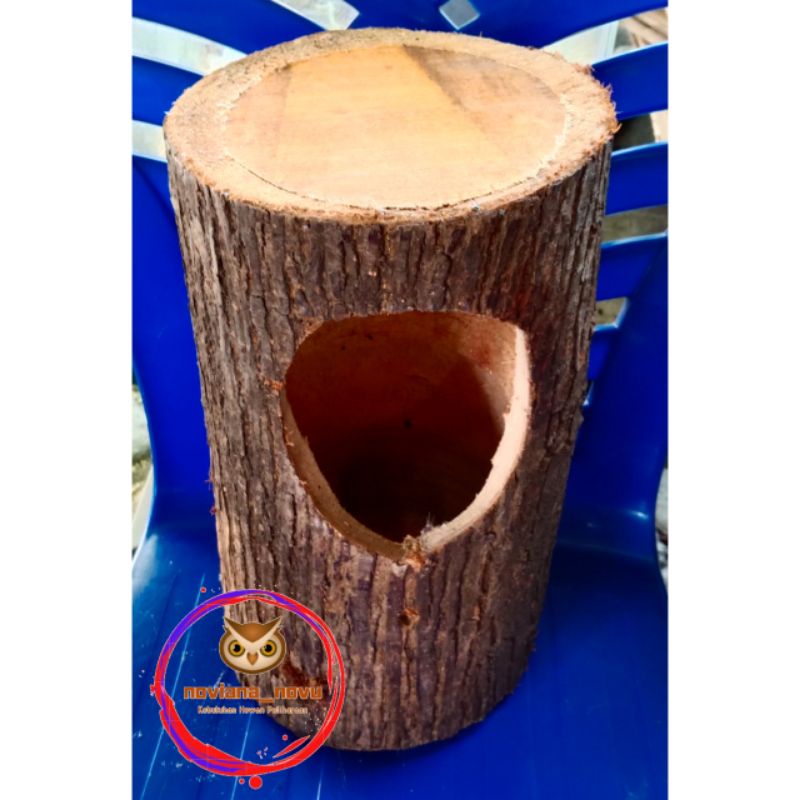 GLODOK POHON KAYU GLONGGONGAN BIASA TEMPAT SARANG BERTELUR TERNAK KOLONI RUMAH BURUNG KACER MURAI MU