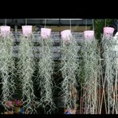 spanish moss / jenggot musa / jenggot dewa