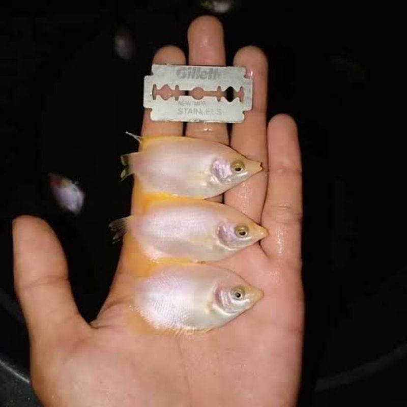 Bibit Ikan Gurame Padang - Ikan Gurame Padang - Bibit Ikan - Bibit Gurame - Gurame Padang