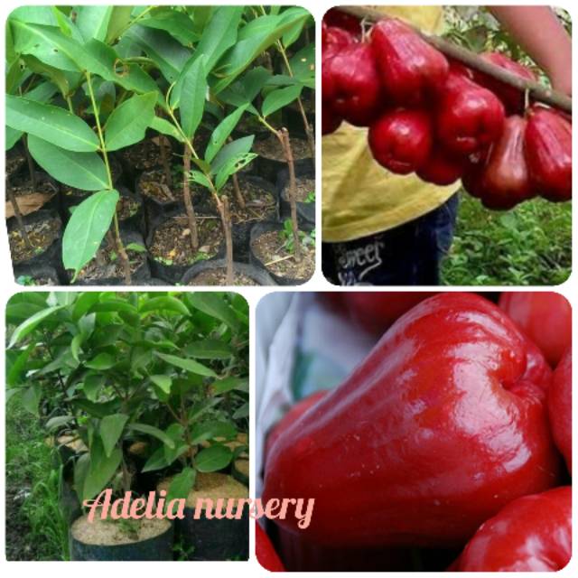 Bibit jambu air madu merah