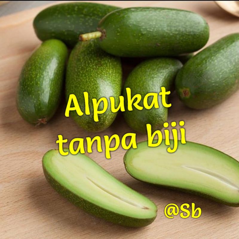 Bibit alpukat TANPA BIJI hasil okulasi