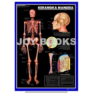 POSTER ANATOMI KERANGKA MANUSIA / ORGAN TUBUH MANUSIA / KESEHATAN / KEDOKTERAN / BIOLOGI