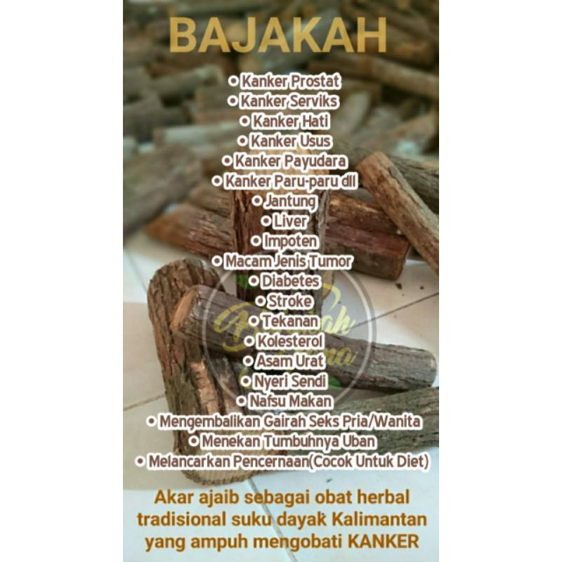 

AKAR BAJAKAH ADALAH RACUN BAGI SEL KANKER