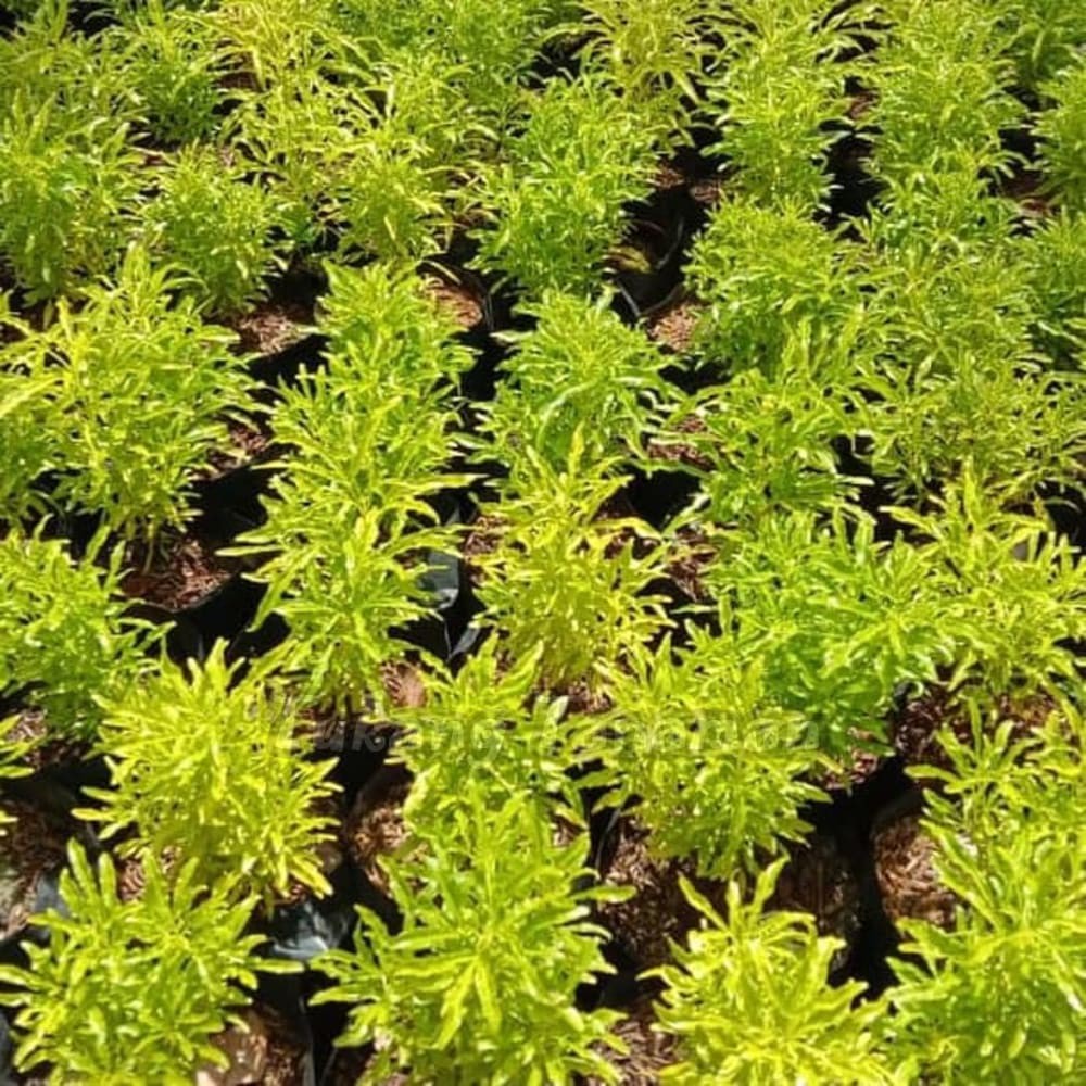 Jual BROKOLI KUNING TANAMAN HIAS BROKOLI HIASAN DEKORASI HALAMAN RUMAH