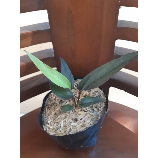 anthurium black dragon murah roset