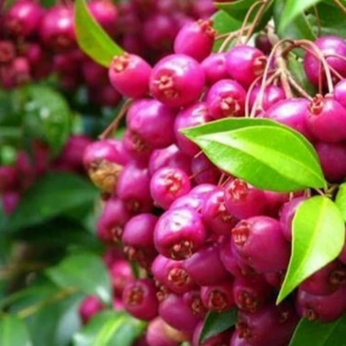 BIBIT POHON JAMBU LILI PILI/TANAMAN BUAH JAMBU AIR LILI PILY AUSTRALIA
