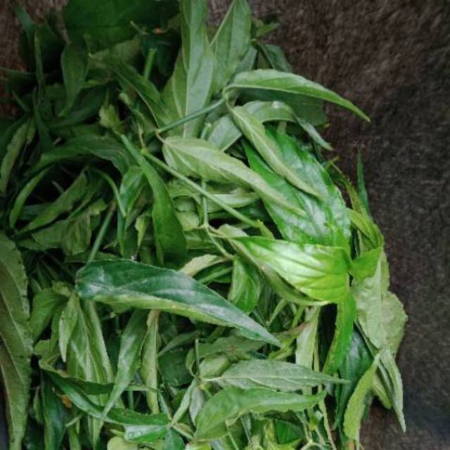 

Daunnya saja belalai gajah(500gram)