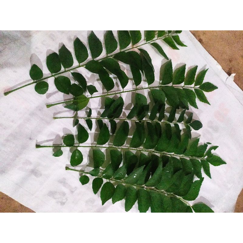 

daun kari salam Koja 5 pelapah/helai batang