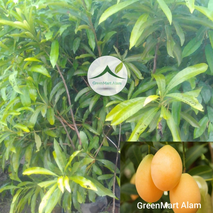 Bibit Tanaman Gandaria Buah Gandaria