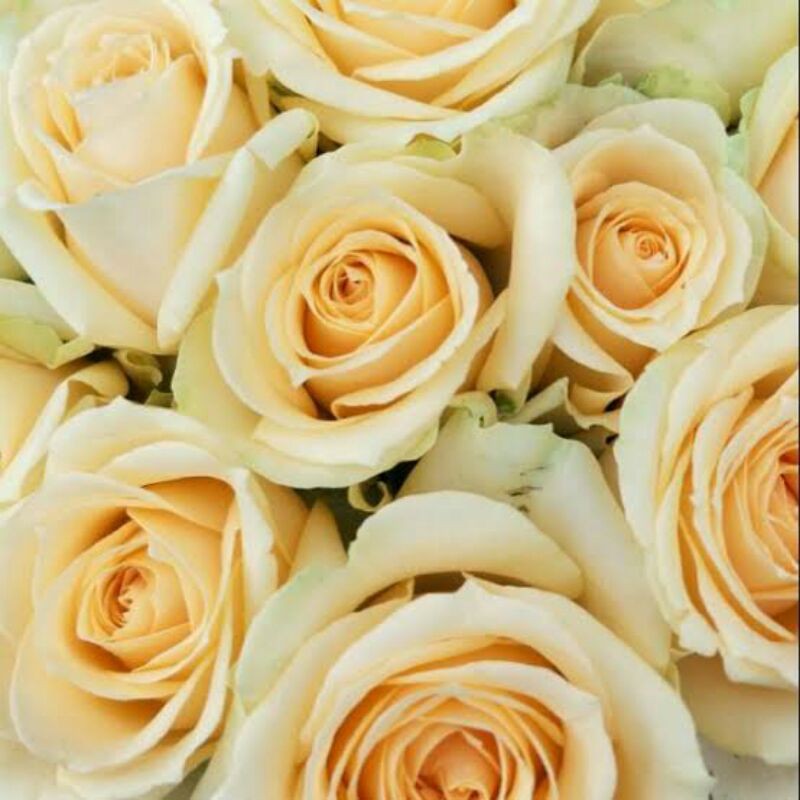 Peach Rose / Mawar Holland Salem