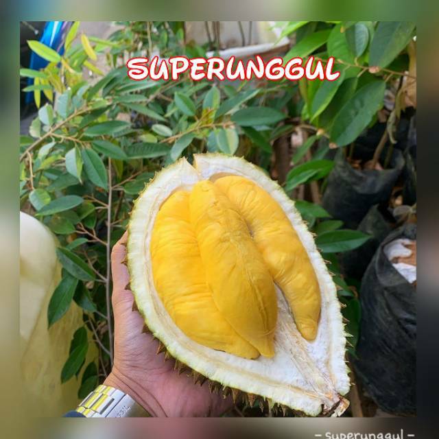 Bibit Durian Montong Super