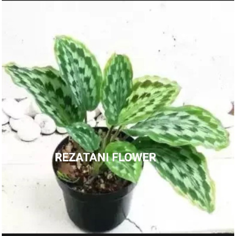 tanaman hias calathea merak/calathea merak/calathea